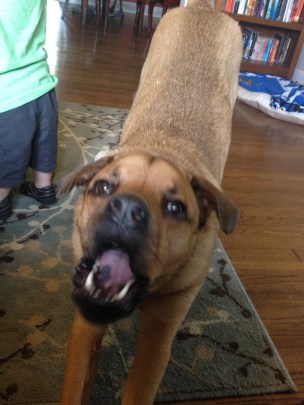 My 70 pound mutt from the pound.